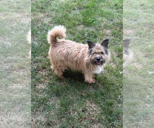 Mutt Dogs for adoption in Rustburg, VA, USA