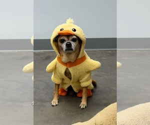 Chihuahua-Unknown Mix Dogs for adoption in Mount Pleasant, SC, USA