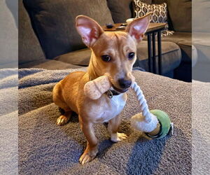 Mutt Dogs for adoption in Shelburne, VT, USA