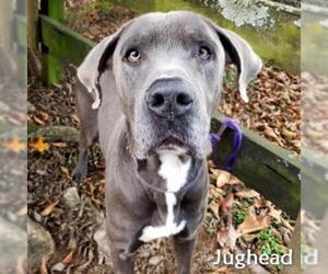 Great Dane Dogs for adoption in Madisonville, TN, USA