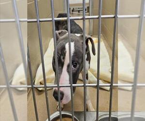 Mutt Dogs for adoption in Decatur, IL, USA