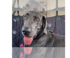 Unknown-Weimaraner Mix Dogs for adoption in Dallas, TX, USA