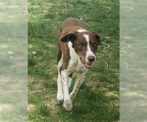 Pointer Dogs for adoption in West Valley, UT, USA