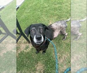 Labrador Retriever-Unknown Mix Dogs for adoption in Corpus Christi, TX, USA
