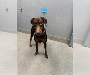 Doberman Pinscher-Unknown Mix Dogs for adoption in Las Vegas, NV, USA