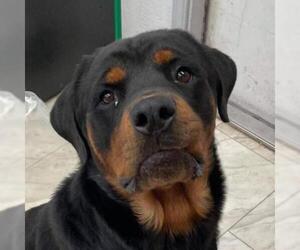 Rottweiler Dogs for adoption in Von Ormy, TX, USA
