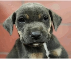 Borador Dogs for adoption in Lakewood, CO, USA