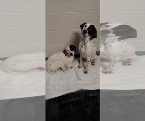 German Shorthaired Pointer Dogs for adoption in Glen Allen, VA, USA