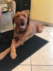 Dogue de Bordeaux Dogs for adoption in Davie, FL, USA