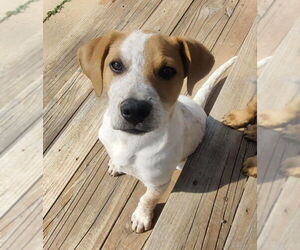 Beagle-Unknown Mix Dogs for adoption in House Springs, MO, USA