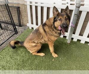 Medium Photo #1 German Shepherd Dog Puppy For Sale in Modesto, CA, USA