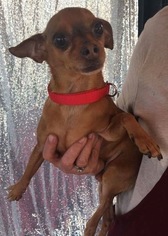 Chiweenie Dogs for adoption in Alta Loma, CA, USA