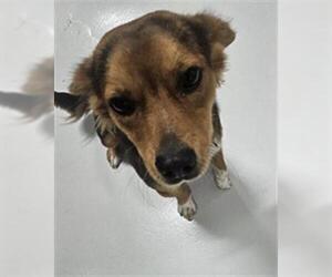 Australian Shepherd-Unknown Mix Dogs for adoption in Temple, TX, USA