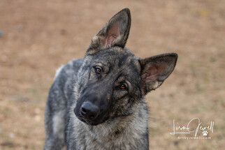 German Shepherd Dog Dogs for adoption in Chouteau, OK, USA