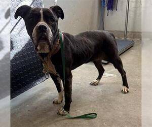 Boxer-Unknown Mix Dogs for adoption in Camarillo, CA, USA