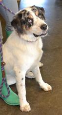Australian Retriever Dogs for adoption in Rockwall, TX, USA