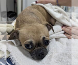 Chug Dogs for adoption in Chico, CA, USA