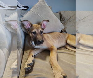 Mutt Dogs for adoption in The Woodlands, TX, USA
