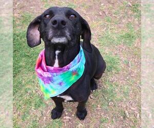 Labrador Retriever-Unknown Mix Dogs for adoption in San Antonio, TX, USA