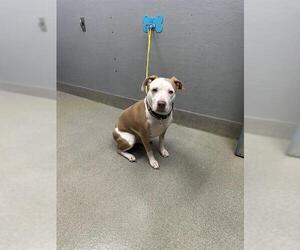 Mutt Dogs for adoption in Las Vegas, NV, USA