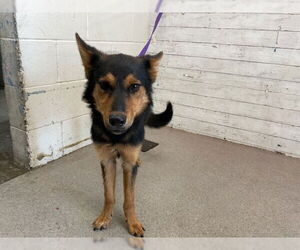 Finnish Spitz-Unknown Mix Dogs for adoption in San Bernardino, CA, USA