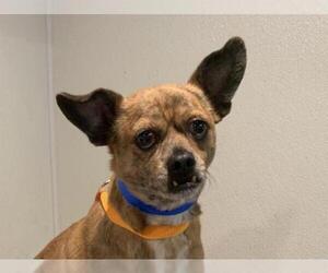 Chihuahua-Unknown Mix Dogs for adoption in pomona, CA, USA