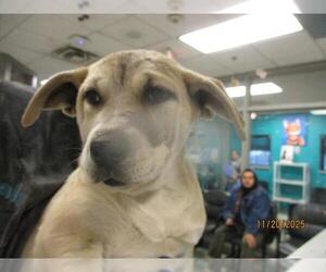 American Bulldog-Unknown Mix Dogs for adoption in Oklahoma City, OK, USA