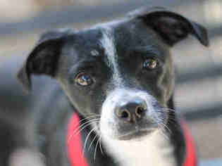 Greyhound Dogs for adoption in Ojai, CA, USA