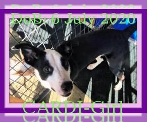 Border Collie Dogs for adoption in Sebec, ME, USA
