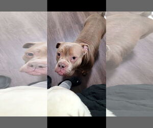 American Pit Bull Terrier Dogs for adoption in Cliffwood, NJ, USA