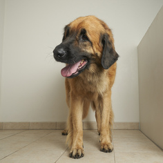 Leonberger Dogs for adoption in Eden Prairie, MN, USA