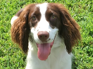 English Springer Spaniel Dogs for adoption in Cookeville, TN, USA