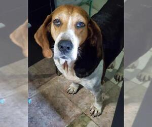 Coonhound Dogs for adoption in Newport, KY, USA