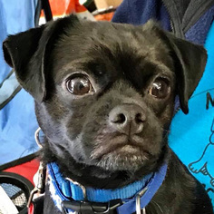 Chug Dogs for adoption in Fairfax, VA, USA