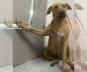 Labrador Retriever-Unknown Mix Dogs for adoption in Pasadena, TX, USA