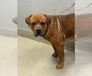Mastiff-Unknown Mix Dogs for adoption in Las Vegas, NV, USA