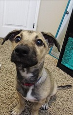 Dachshund Dogs for adoption in Sandy, UT, USA