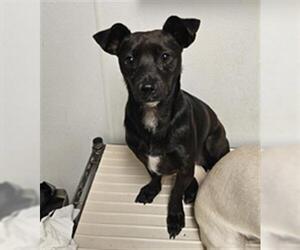 Chihuahua Dogs for adoption in Bakersfield, CA, USA