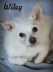 Malchi Dogs for adoption in Anaheim Hills, CA, USA