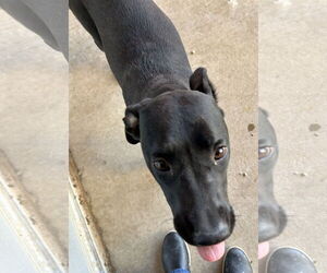 Mutt Dogs for adoption in Pampa, TX, USA