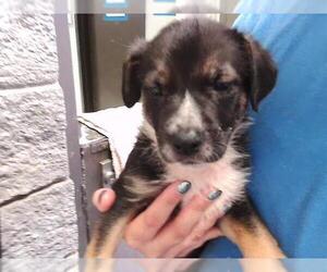 Australian Kelpie-Unknown Mix Dogs for adoption in Tulsa, OK, USA