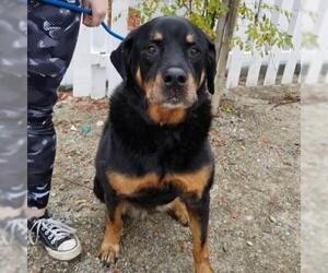 Rottweiler Dogs for adoption in San Diego, CA, USA