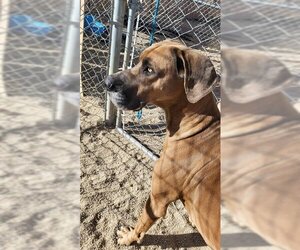 Great Dane Dogs for adoption in South Lake Tahoe, CA, USA