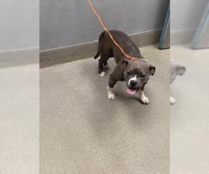 American Pit Bull Terrier-Unknown Mix Dogs for adoption in Las Vegas, NV, USA
