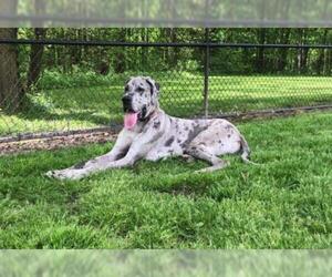 Great Dane Dogs for adoption in Portage, IN, USA