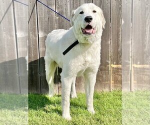 Great Pyrenees Dogs for adoption in Great Bend, KS, USA