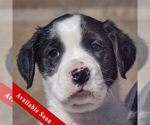 Mutt Dogs for adoption in Huntley, IL, USA