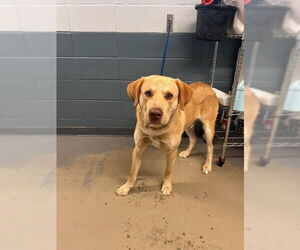 Labrador Retriever-Unknown Mix Dogs for adoption in Tallahassee, FL, USA