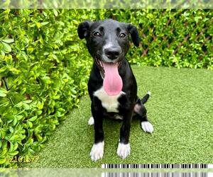 Labrador Retriever-Unknown Mix Dogs for adoption in West Palm Beach, FL, USA