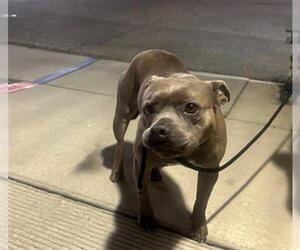 American Pit Bull Terrier Dogs for adoption in Downey, CA, USA